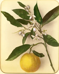Limón, 1870s